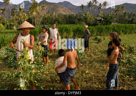 Campi vicino al villaggio di pescatori di Amed est la cultura di Bali. Amed è una lunga striscia costiera di villaggi di pescatori nella parte Est di Bali. Amed Foto Stock