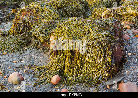 Annodato Wrack noto anche come Wrack uovo (alga marina Ascophyllum nodosum) coperto di massi Foto Stock