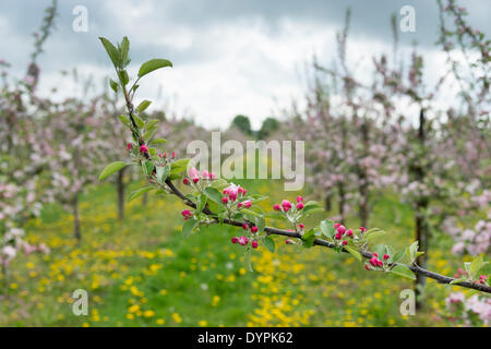 Cambridge, Regno Unito. Il 24 aprile 2014. Il 24 aprile 2014. Apple Blossom entra in piena fioritura a Manning di frutta agriturismo vicino a Cambridge Regno Unito. Il frutteto è uno degli ultimi frutteti commerciali nella zona di Cambridge, coltivazione di mele, prugne, pere, albicocche e una gamma di altri frutti. Tarassaco e fiori selvatici tappeto la terra in un incantesimo di aprile docce come agricoltori speranza per gelate tardive che potrebbero danneggiare i paesi in via di sviluppo il raccolto di frutta. Credito: Julian Eales/Alamy Live News Foto Stock