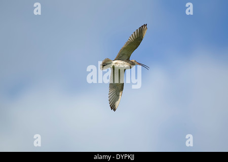Eurasian Curlew, nome latino Numenius arquata chiamando durante il volo Foto Stock