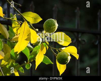 Limoni maturazione su albero nella luce del sole dopo la pioggia Foto Stock