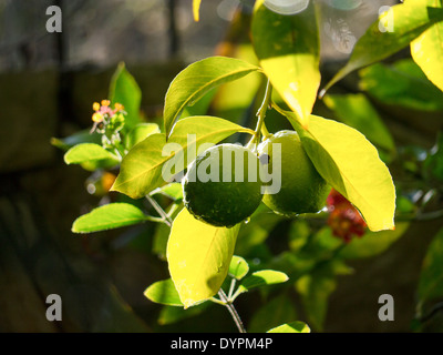 La maturazione dei limoni su albero nella luce del sole dopo la pioggia. Foto Stock