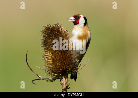 Cardellino, nome latino Carduelis carduelis, appollaiato su un teasel seme head Foto Stock