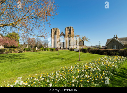 ELGIN Cathedral e giardini con narcisi in primavera MORAY Scozia Scotland Foto Stock