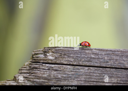 Close-up di ladybug camminando lungo un weathered recinzione in legno in primavera. Foto Stock