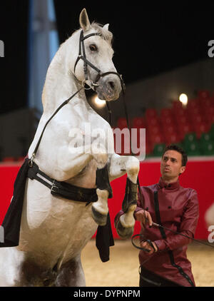 Amburgo, Germania. 24 apr 2014. Rider Jeremy Gonzalez e il suo stallone Vuelo preparare per le loro prestazioni presso il centro fieristico di Amburgo, Germania, 24 aprile 2014. Il equestre HansePferd fiera sarà aperto dal 25 aprile al 27 aprile a Hamburg exhibition centre. Foto: Axel HEIMKEN/dpa/Alamy Live News Foto Stock