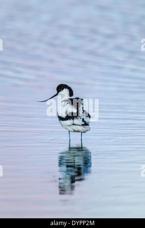 Avocet, nome latino Recurvirostra avosetta, in piedi in una laguna Foto Stock