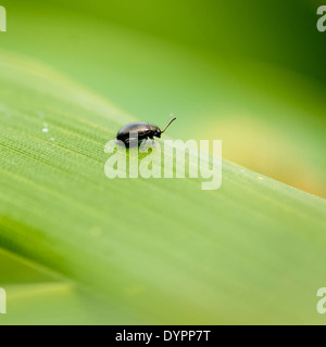 Battente singolo scarabeo su foglie di bambù, rivolta verso destra, formato quadrato. Foto Stock