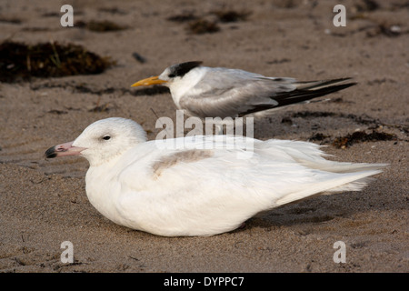 Glaucous Gull - Pompano Beach, Florida USA Foto Stock