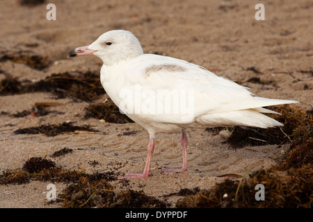 Glaucous Gull - Pompano Beach, Florida USA Foto Stock