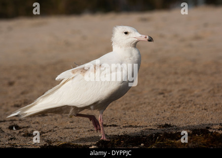 Glaucous Gull - Pompano Beach, Florida USA Foto Stock