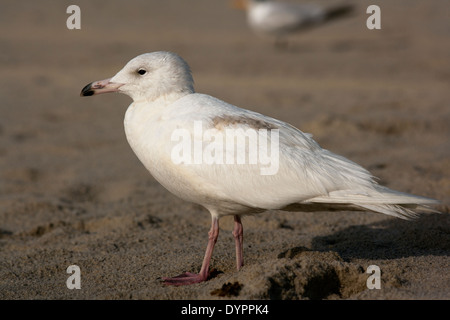 Glaucous Gull - Pompano Beach, Florida USA Foto Stock