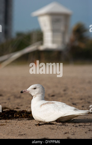 Glaucous Gull - Pompano Beach, Florida USA Foto Stock