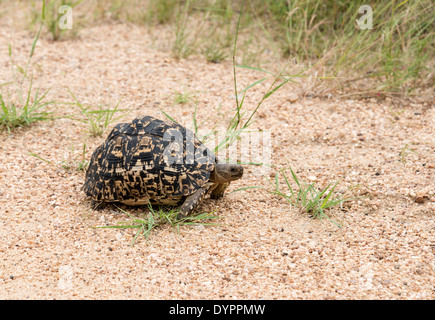 Una tartaruga tartaruga terrestre attraversando la strada nel parco di Kruger, Sud Africa Foto Stock