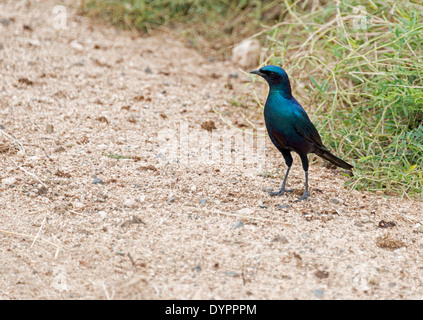 Il blue Lamprotornis chalybaeus o maggiore Blue eared Starling di uccelli nel parco nazionale di Kruger Foto Stock