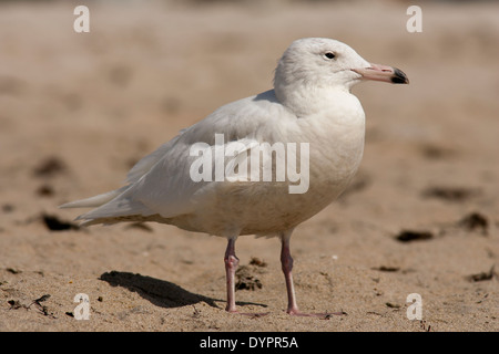 Glaucous Gull - Pompano Beach, Florida USA Foto Stock