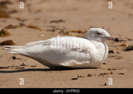 Glaucous Gull - Pompano Beach, Florida USA Foto Stock