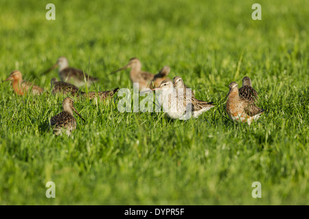 Nero-tailed godwit, nome latino Limosa limosa, maschio e femmina, un piccolo gruppo di arrivi a molla rovistando in un prato erboso Foto Stock