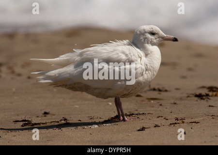 Glaucous Gull - Pompano Beach, Florida USA Foto Stock