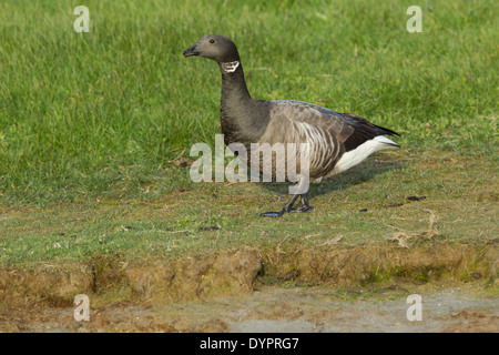 Brent goose, nome latino Branta bernicla, camminando lungo una banca erbosa Foto Stock