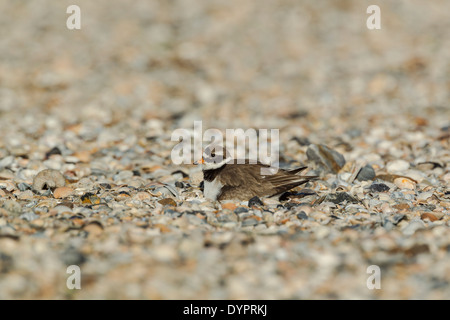 Di inanellare plover, nome latino Charadrius hiaticula, seduto su un nido tra rotte conchiglie di mare Foto Stock