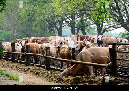 Molti capi di bestiame al pascolo nella zona di Brandeburgo, Germania, Europa Foto Stock