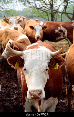 Molti capi di bestiame al pascolo nella zona di Brandeburgo, Germania, Europa Foto Stock