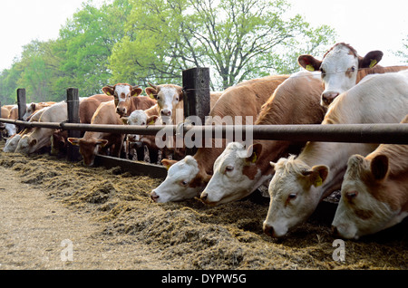 Molti capi di bestiame al pascolo nella zona di Brandeburgo, Germania, Europa Foto Stock