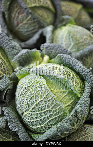 Il verde delle foglie di un crudo fresco cavolo verza close up Foto Stock