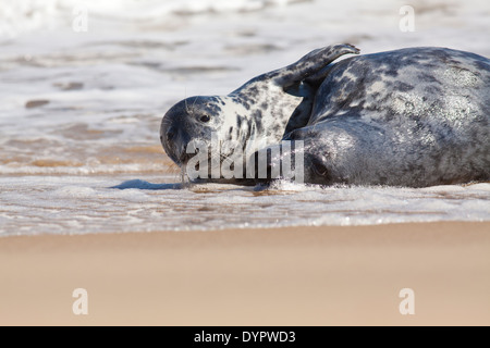 Due elementi di tenuta la riproduzione dal bordo delle acque a Horsey Beach, Norfolk, Inghilterra Foto Stock