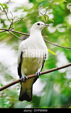 Bellissimo uccello bianco, Pied Piccione imperiale (Ducula bicolore), in piedi su un ramo Foto Stock