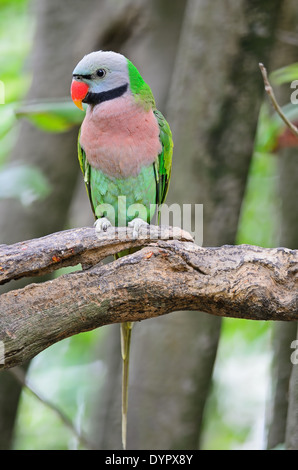 Bella parrocchetto bird, rosso-breasted parrocchetto (Psittacula alexandri), profilo di petto Foto Stock