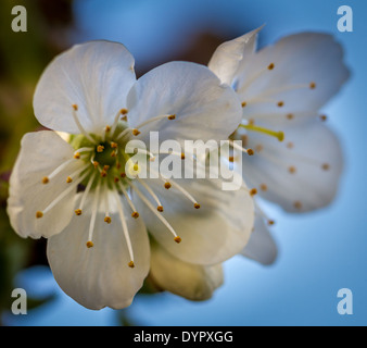 Dolce commestibili di fiori di ciliegio, England, Regno Unito Foto Stock