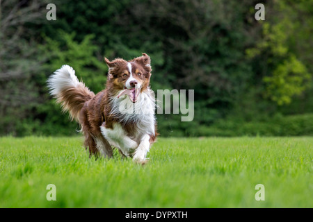 Felice Border Collie (Canis lupus familiaris) cane che corre in giardino Foto Stock