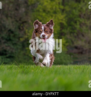 Felice Border Collie (Canis lupus familiaris) cane che corre in giardino Foto Stock