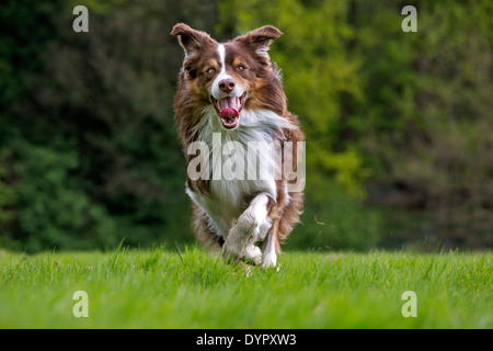 Felice Border Collie (Canis lupus familiaris) cane che corre in giardino Foto Stock