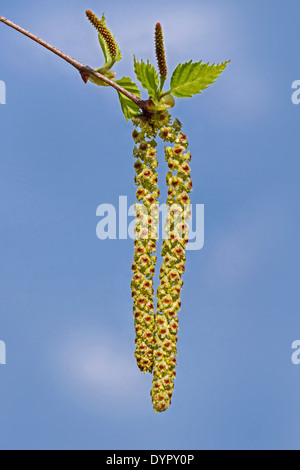 Amenti maschili di argento betulla (Betula pendula / Betula verucosa) in primavera Foto Stock