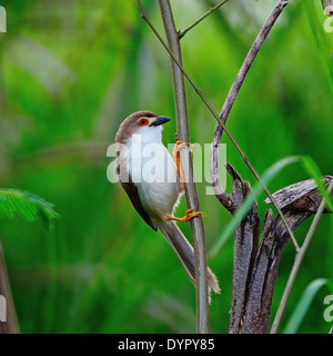 Bel colore giallo-eyed Babbler bird (Chrysomma sinense), in piedi su un ramo, Profilo laterale Foto Stock