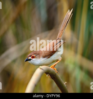 Bel colore giallo-eyed Babbler bird (Chrysomma sinense), in piedi su un ramo, profilo posteriore Foto Stock