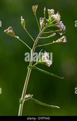 Pastore-portamonete (Capsella bursa pastoris-) in fiore Foto Stock