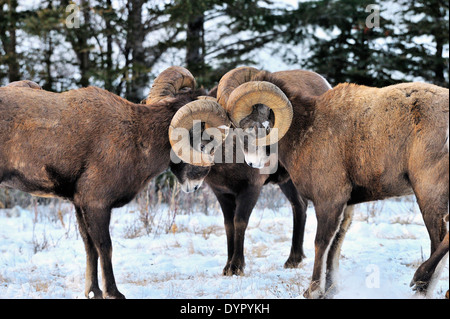 Un gruppo di Bighorn sfidandosi in una testa concorso di attestatura Foto Stock