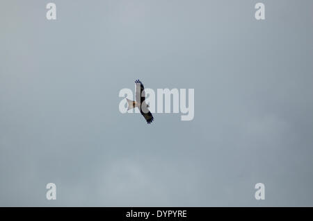 Aberystwyth, Wales, Regno Unito. 24 apr 2014. L'alimentazione giornaliera della red kites a Bwlch Nant Yr Arian, Ponterwyd. Foto Stock