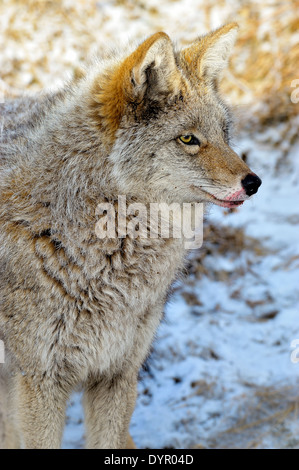 Una immagine ritratto di un selvaggio Coyote cercando di lato Foto Stock