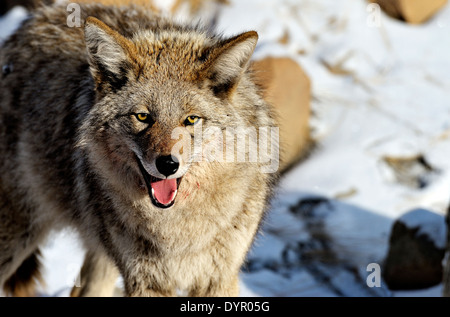 Un wild coyote in piedi che guarda in avanti che mostra la sua bocca e dei denti Foto Stock