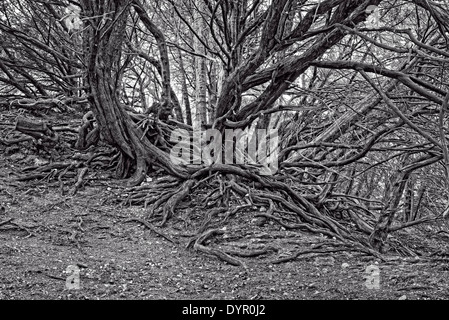 Vecchio twisted radici di albero Foto Stock