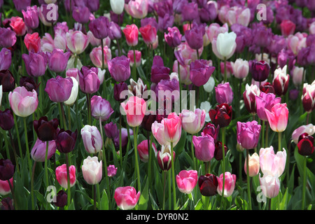 Massa Tulipa piantando vicino fino a lampade a fiore rosa bianca profonda rosa e viola Foto Stock