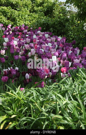 Massa Tulipa piantando vicino fino a lampade a fiore rosa bianca profonda rosa e viola Foto Stock