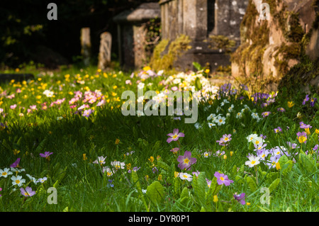 Colorate primule selvatiche (Primula vulgaris) crescente fra le tombe e le lapidi di un paese sagrato in primavera, Northamptonshire, Inghilterra Foto Stock