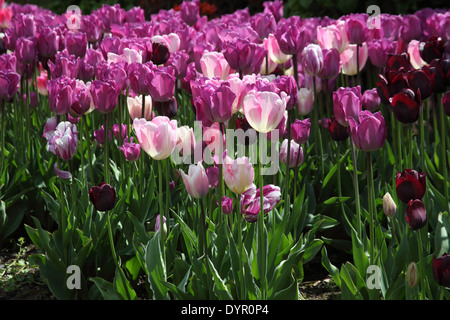 Massa Tulipa piantando vicino fino a lampade a fiore rosa bianca profonda rosa e viola Foto Stock