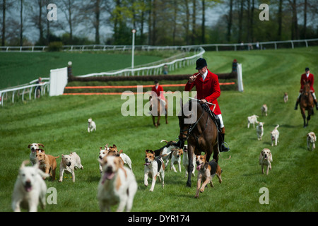 Huntsman soffiando avvisatore acustico con hounds da punto a punto Foto Stock